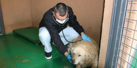 Akbaş ve Korsan’ın Yaraları Sarıldı