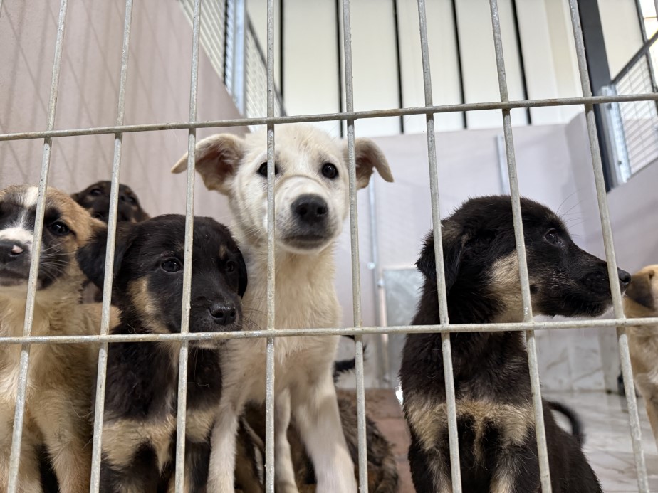 Kahraman köpek Proteo’nun adının yaşadığı merkez, sokak hayvanlarına şifa dağıtıyor