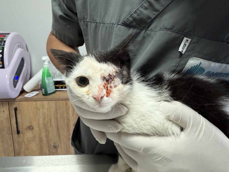 Kahraman köpek Proteo’nun adının yaşadığı merkez, sokak hayvanlarına şifa dağıtıyor