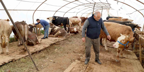 Başiskele’deki kurbanlık satış yerinde hazırlıklar tamam