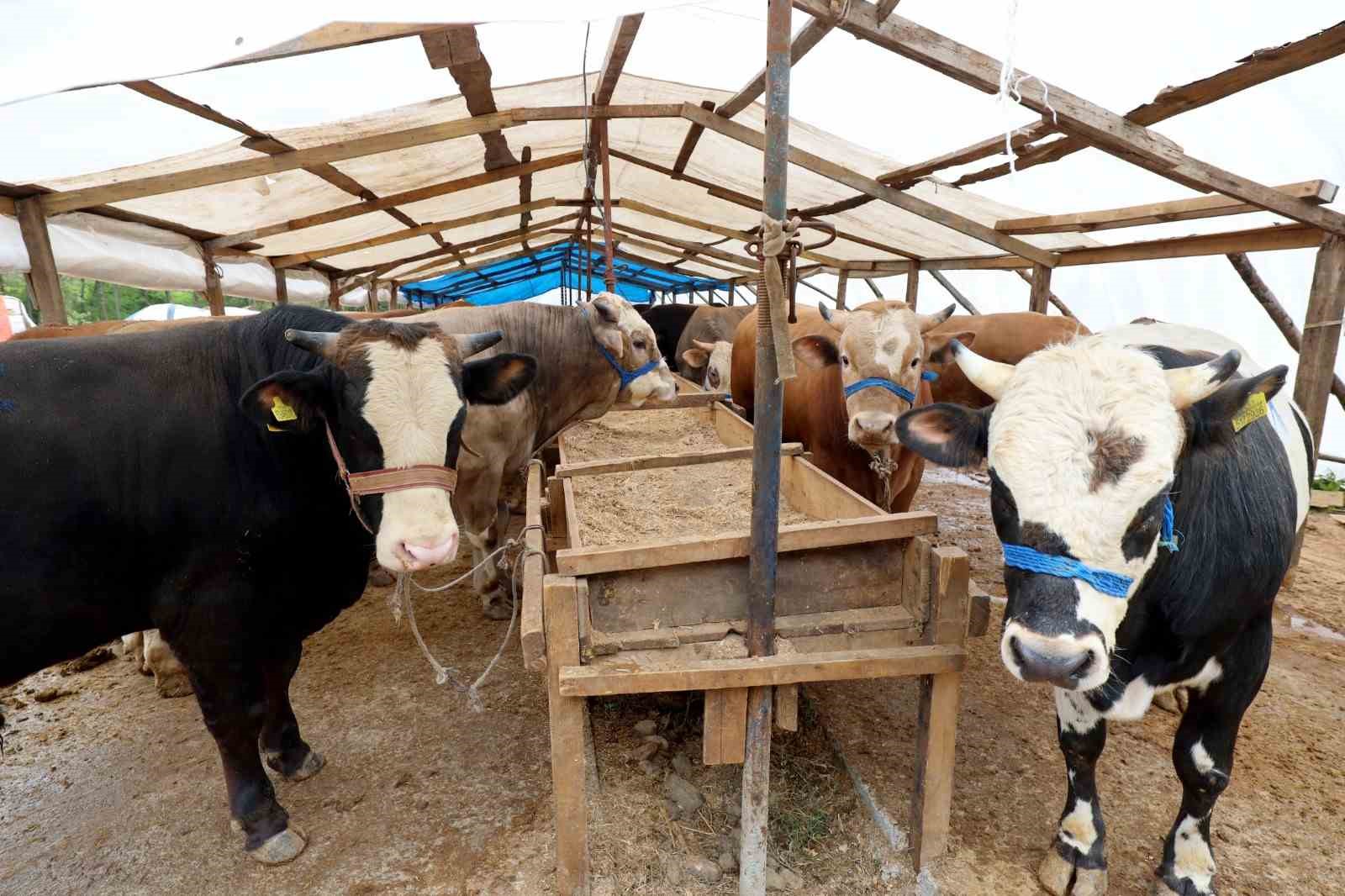 Başiskele’deki kurbanlık satış yerinde hazırlıklar tamam
