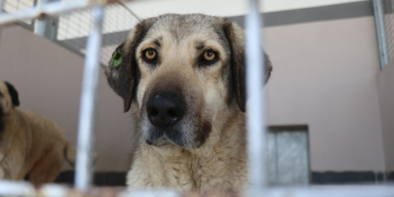 Kahraman köpek Proteo’nun adının yaşadığı merkez, sokak hayvanlarına şifa dağıtıyor