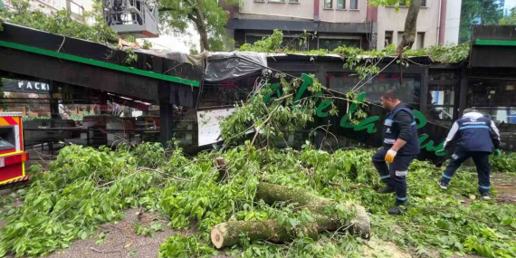 Dev ağaç kafenin üzerine devrildi, facia teğet geçti