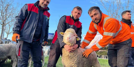 Üreticilere damızlık koç desteği