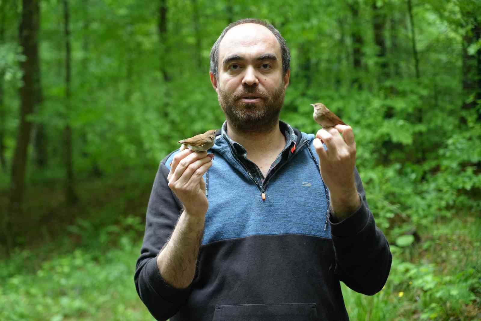 Bülbülün göç sırrı ortaya çıkıyor: "Çok ilginç veriler elde etmeye başladık"
