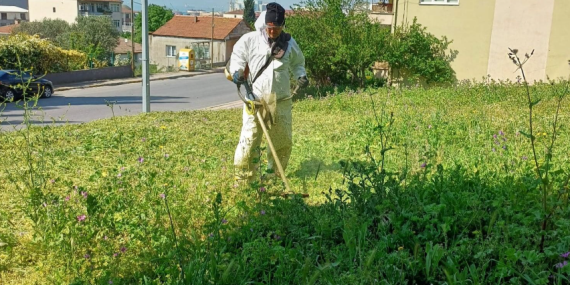 Körfez´de yabani otlarla mücadele sürüyor