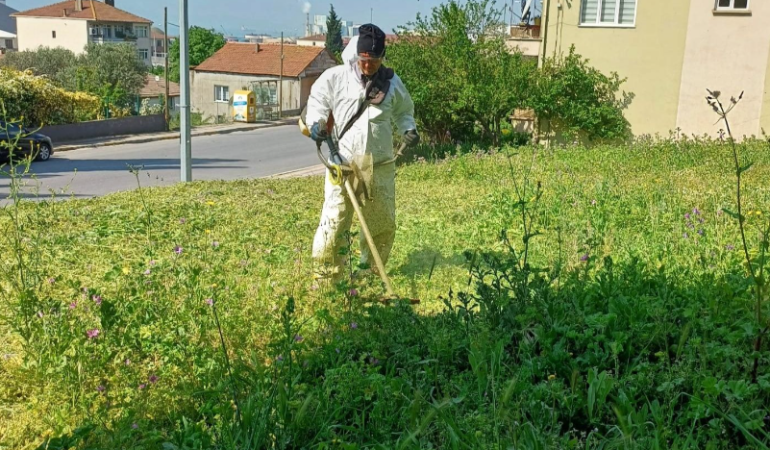 Körfez´de yabani otlarla mücadele sürüyor