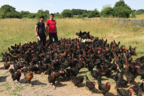 Üreticiye yüzde 50 hibeli yumurta tavuğu desteği (4)