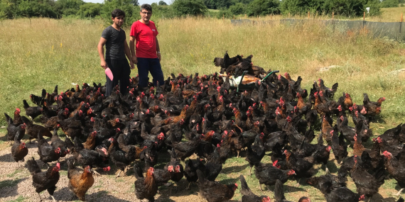 Üreticiye yüzde 50 hibeli yumurta tavuğu desteği