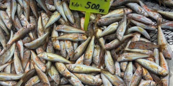 Tezgahlar küçük balıkların