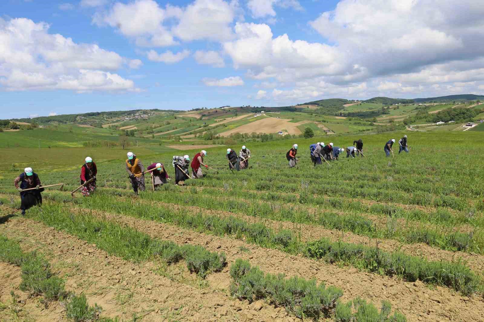 Tıbbi ve aromatik bitkilerin bahar temizliği yapılıyor
