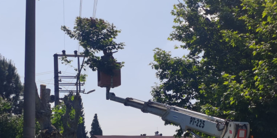 SEDAŞ, Kocaeli’de Kesintisiz Enerji İçin Ağaç Budama Çalışmalarını Sürdürüyor