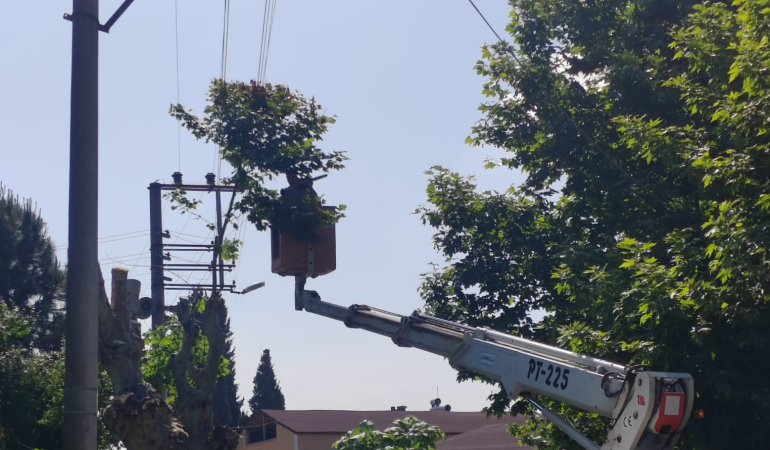 SEDAŞ, Kocaeli’de Kesintisiz Enerji İçin Ağaç Budama Çalışmalarını Sürdürüyor