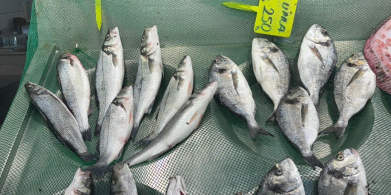 Olta balıkları tezgahlarda yerini aldı