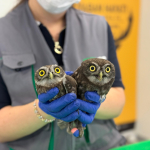 İtfaiyeden baykuş operasyonu (6)