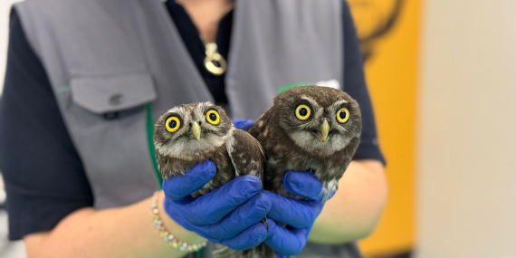 İtfaiyeden baykuş operasyonu