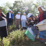 Kocaeli'de kekik hasadı başladı (4) (Büyük)