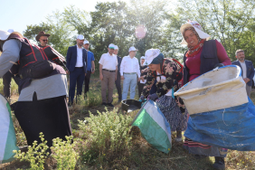 Kocaeli'de kekik hasadı başladı (4) (Büyük)