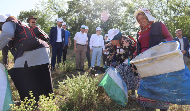 Kocaeli’de kekik hasadı başladı