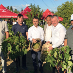 Başkan Büyükakın, İzmit'te üzüm hasadına katıldı (1)