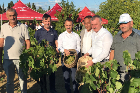 Başkan Büyükakın, İzmit'te üzüm hasadına katıldı (1)