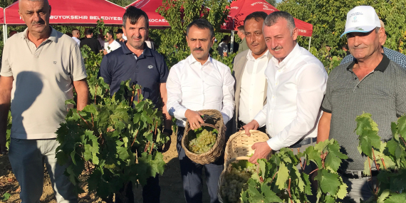 Kocaeli’de üzüm hasadı! Vali Aktaş ve Başkan Büyükakın katıldı