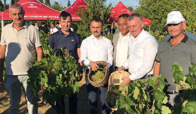 Kocaeli’de üzüm hasadı! Vali Aktaş ve Başkan Büyükakın katıldı