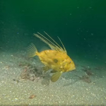 Çamur gidiyor, yeni canlılar geliyor (2)