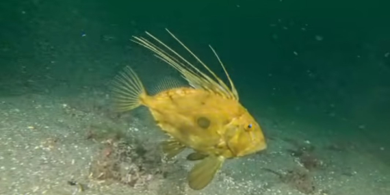 Çamur gidiyor, yeni canlılar geliyor