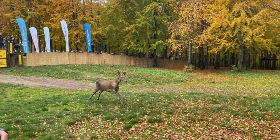 Kızıl Geyik yerleştirme programı başladı