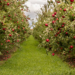 An apple orchard before harvest