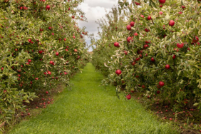 An apple orchard before harvest