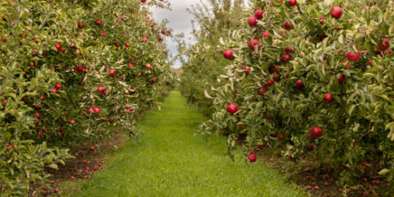 Eşme’de Açık Artırma Başlıyor