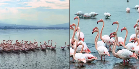 İzmit Körfezi’nde pembe flamingoların dansı