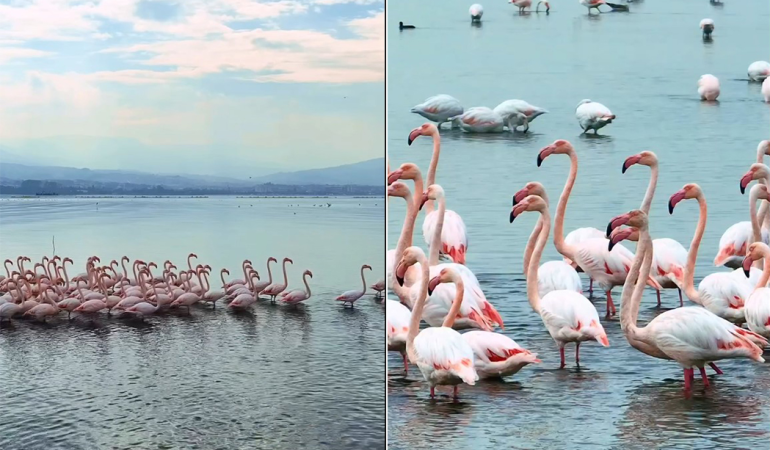 İzmit Körfezi’nde pembe flamingoların dansı
