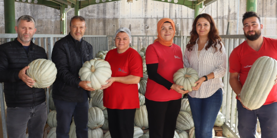 İzmit’te yerli üretim bal kabağı